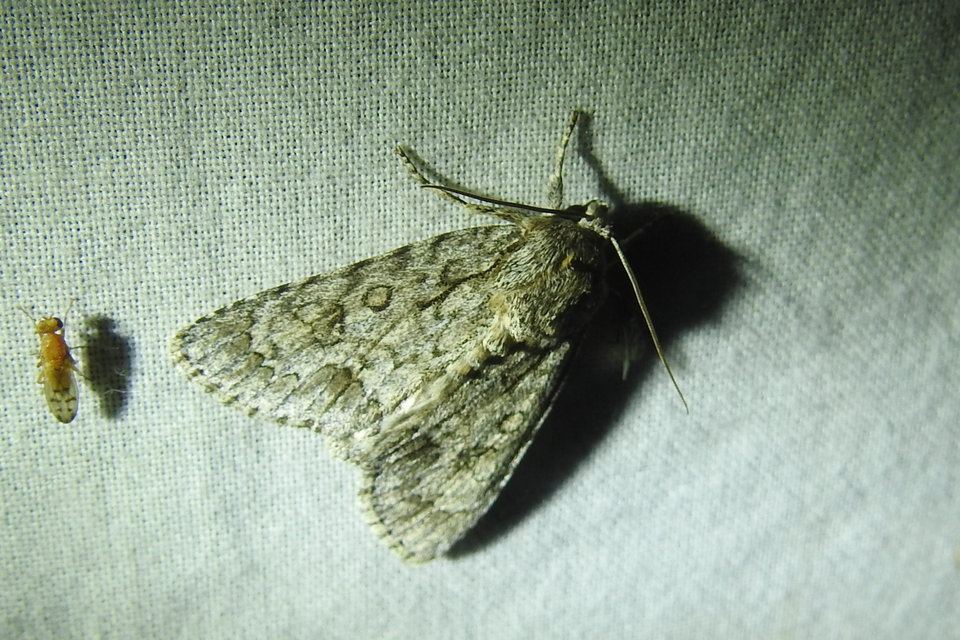 Acronicta aceris - vadgesztenye-szigonyosbagoly