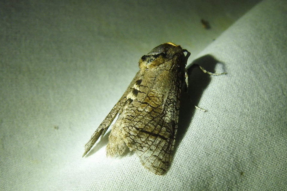 Cossus cossus - fűzfarontólepke