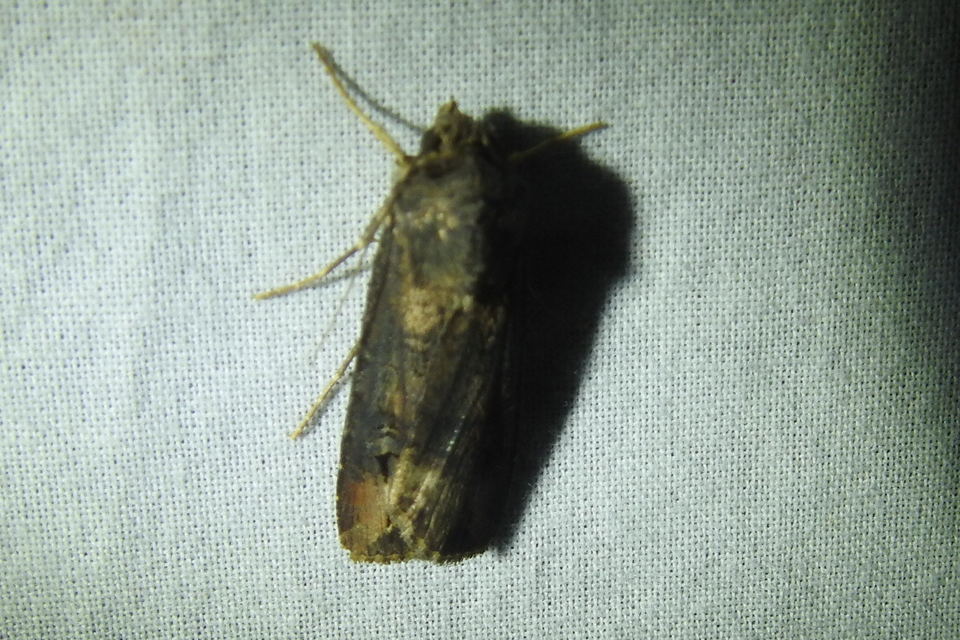 Agrotis ipsilon - nagy földibagoly