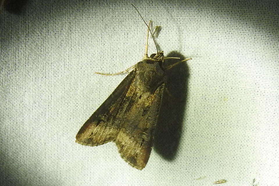 Agrotis ipsilon - nagy földibagoly
