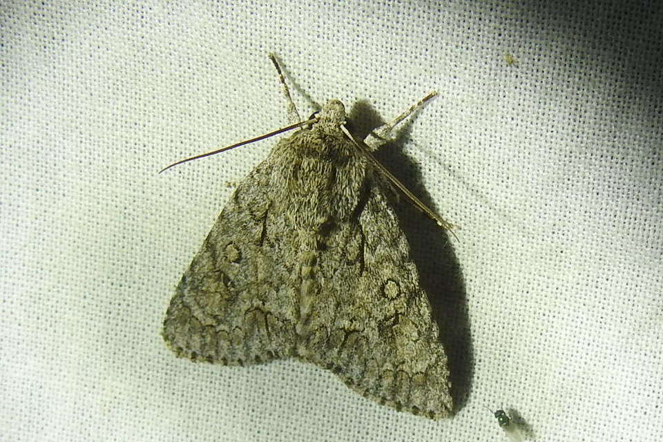 Acronicta aceris - vadgesztenye-szigonyosbagoly