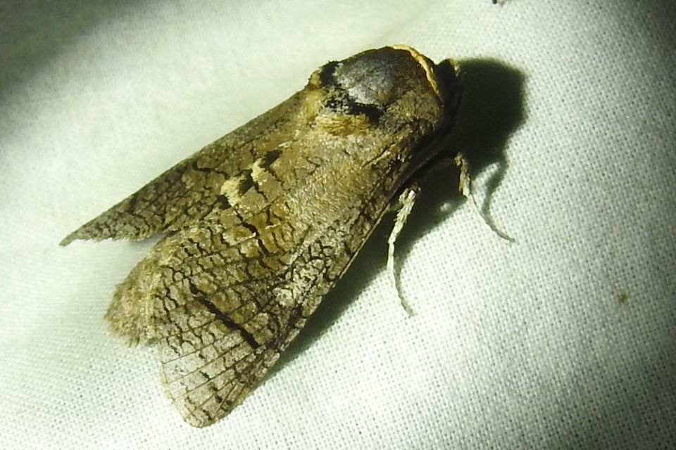 Cossus cossus - fűzfarontólepke