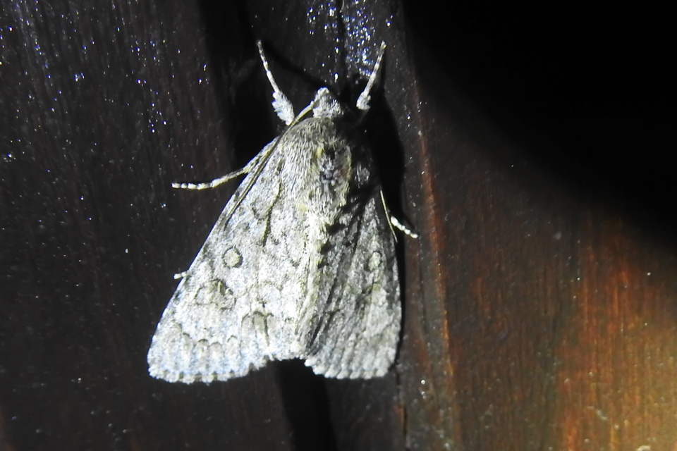 Acronicta aceris - vadgesztenye-szigonyosbagoly
