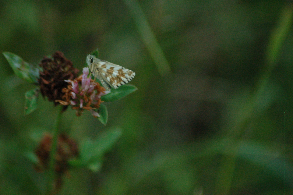 Pyrgus armoricanus - feles busalepke