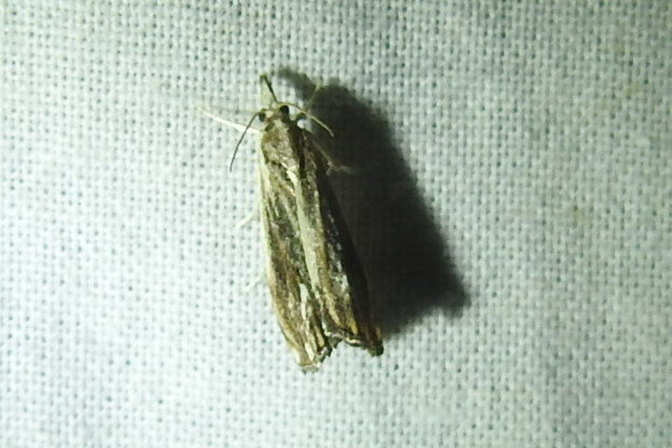 Catoptria verellus - kormos fűgyökérmoly