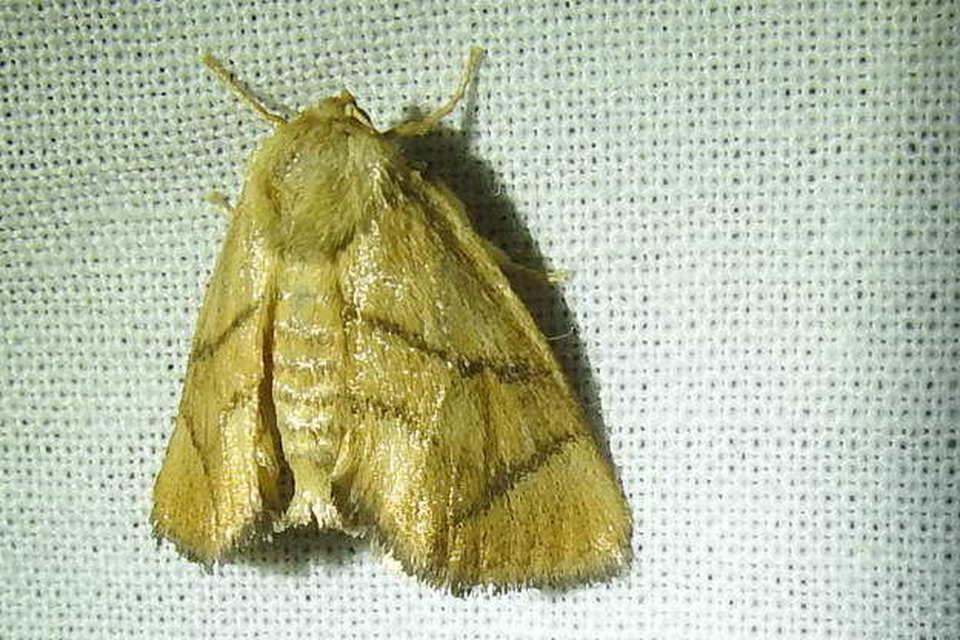Apoda limacodes - kagylólepke