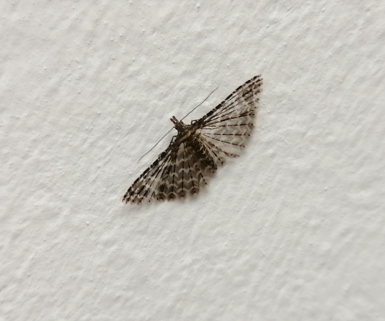 Alucita