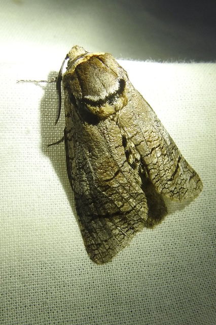 Cossus cossus - fűzfarontólepke