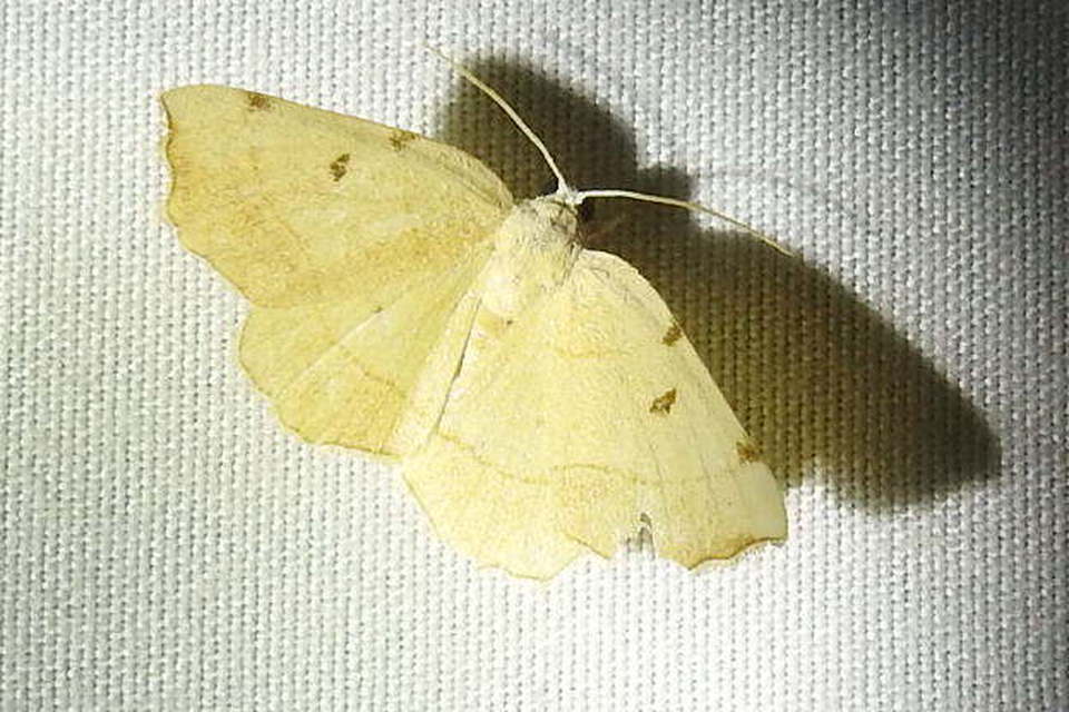 Eilicrinia trinotata - háromjegyű araszoló