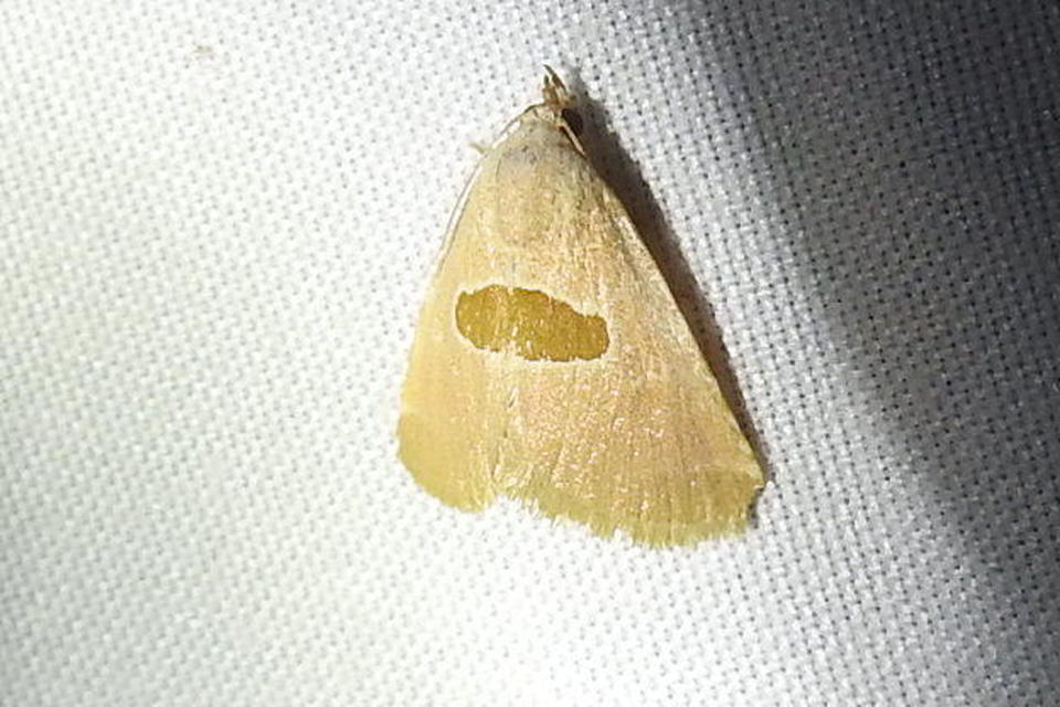 Calymma communimacula - pajzstetűfaló bagoly