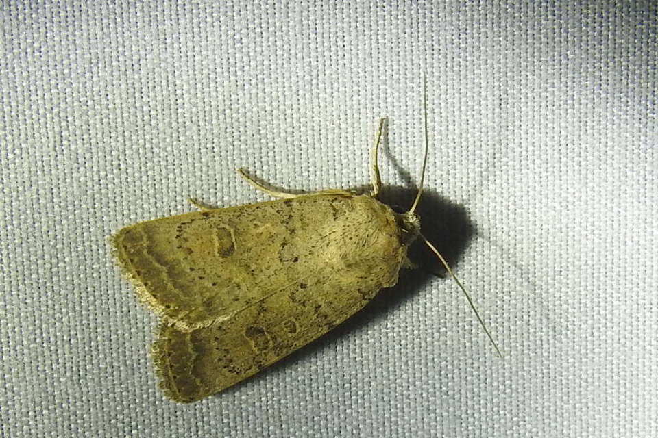Hoplodrina superstes - ritka selymesbagoly