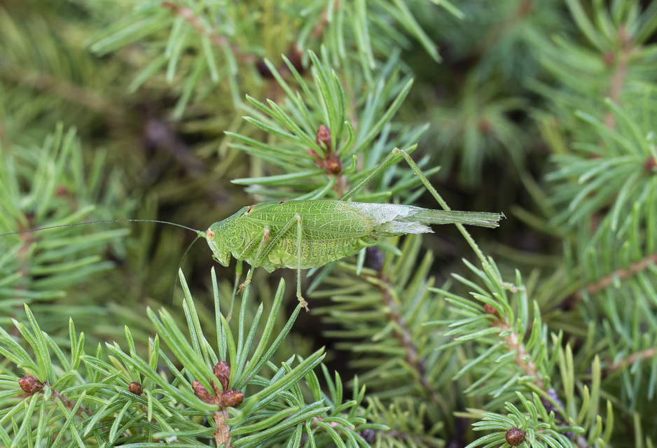 Phaneroptera nana - pontozott repülőszöcske