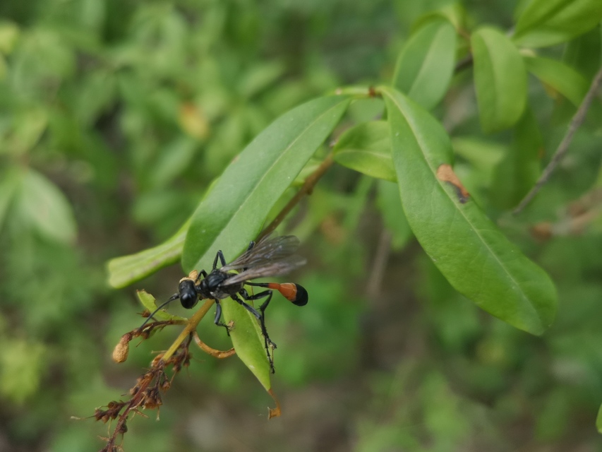 Ammophila