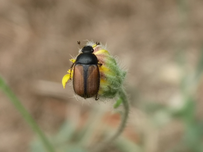 Omaloplia nigromarginata - szegélyes kiscserebogár