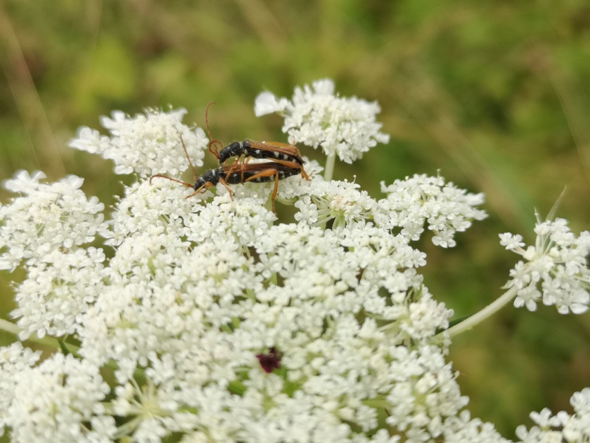 Stenopterus flavicornis - sárgacsápú keskenyfedőscincér
