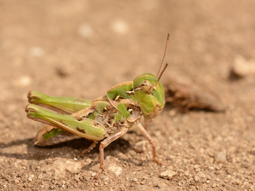 Oedaleus decorus - szalagos sáska