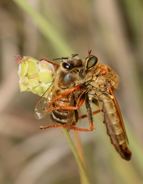 Stenopogon sabaudus