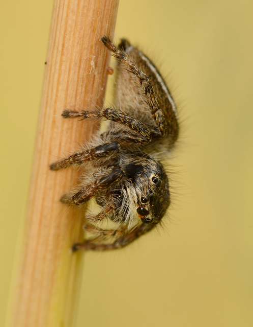 Philaeus chrysops - piros ugrópók