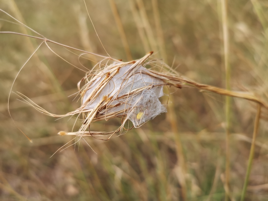 Cheiracanthium