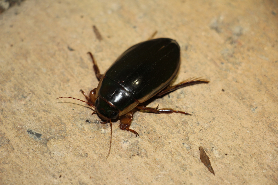 Dytiscus dimidiatus - tompacsípős csíkbogár
