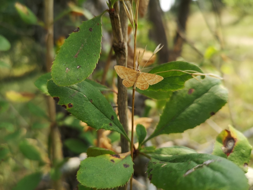 Idaea ochrata - okkerszínű sávosaraszoló