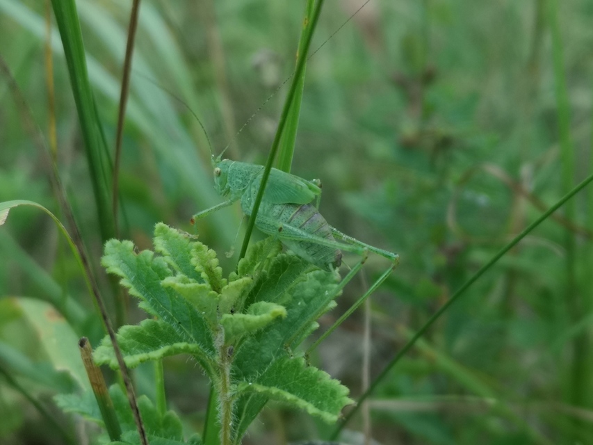 Phaneroptera nana - pontozott repülőszöcske