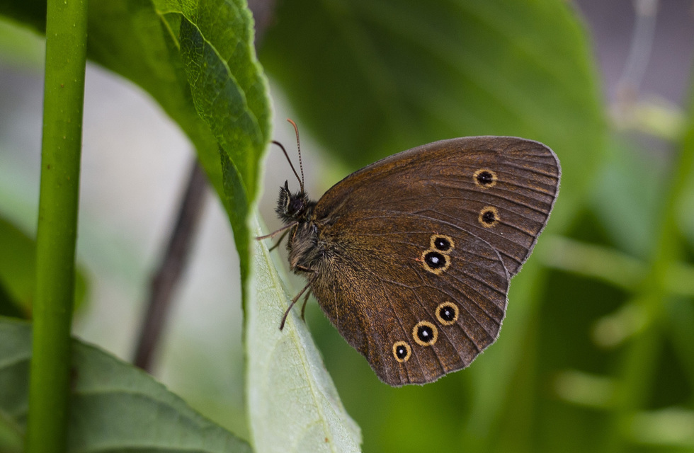 Aphantopus hyperanthus - közönséges ökörszemlepke