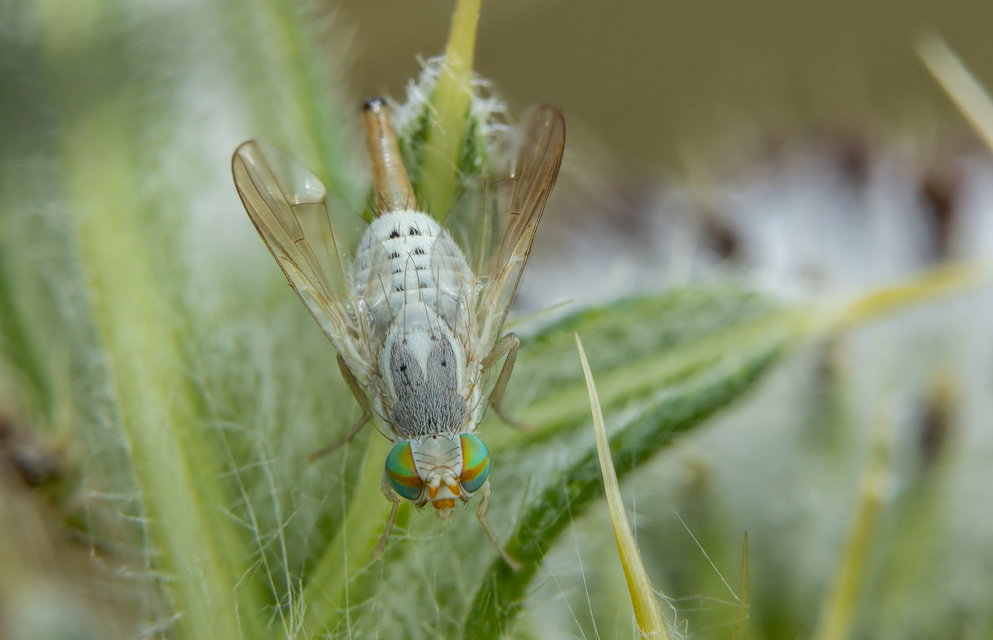 Terellia longicauda