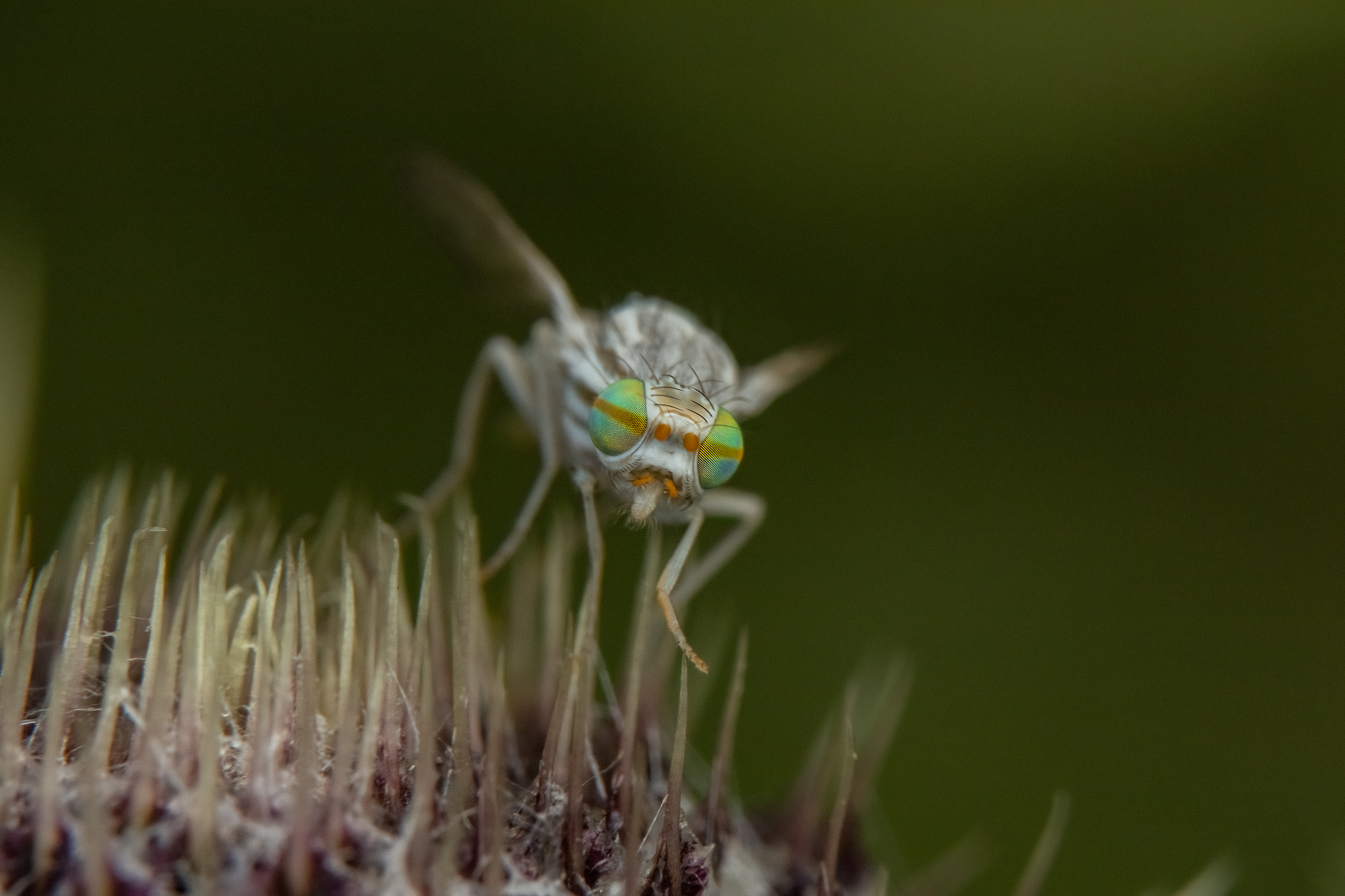 Terellia longicauda