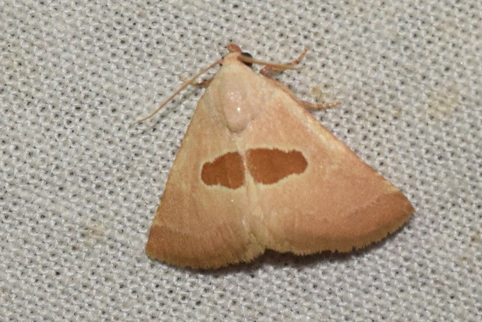 Calymma communimacula - pajzstetűfaló bagoly
