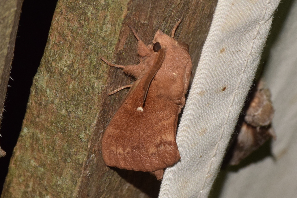 Dendrolimus pini - fenyőpohók