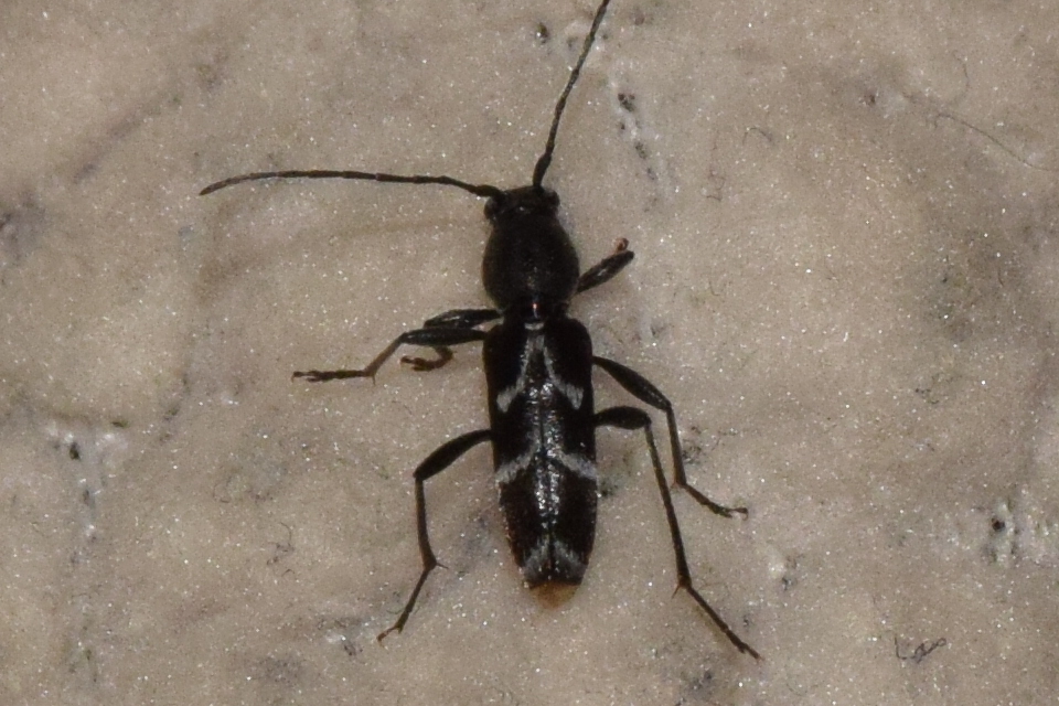 Chlorophorus sartor - feketevállú darázscincér
