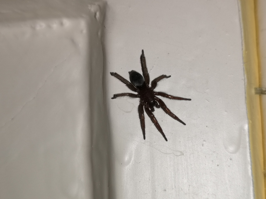 Scotophaeus