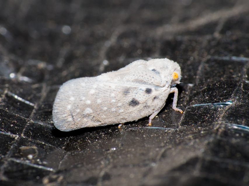 Metcalfa pruinosa - amerikai lepkekabóca
