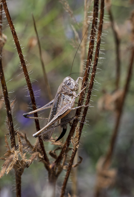Platycleis grisea - szürke rétiszöcske