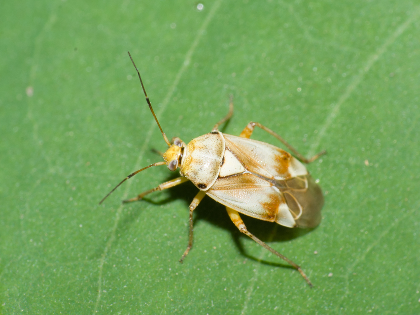 Lygus pratensis - változó mezeipoloska