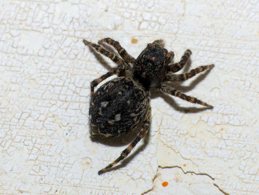 Attulus pubescens - bozontos ugrópók