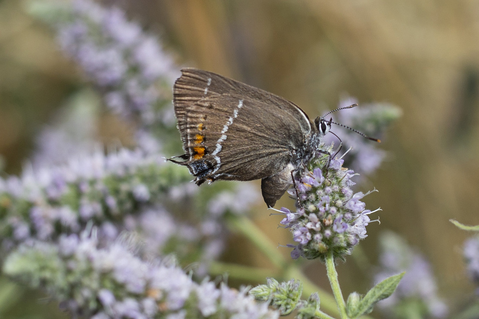 Satyrium spini - kökény-csücsköslepke