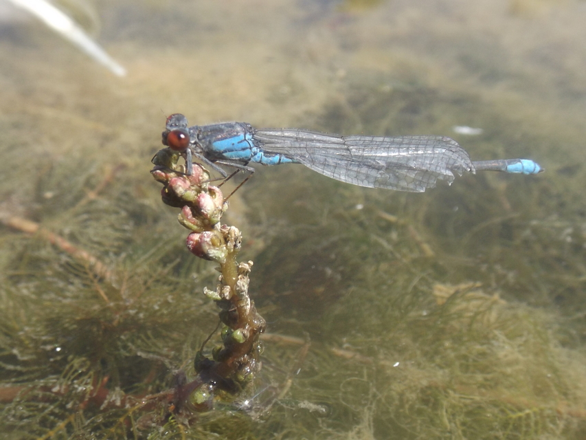 Erythromma viridulum - kis pirosszemű-légivadász