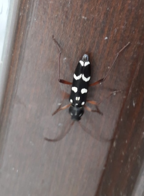 Isotomus speciosus - nyírfa-darázscincér