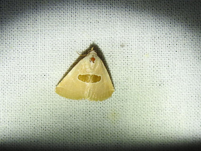 Calymma communimacula - pajzstetűfaló bagoly