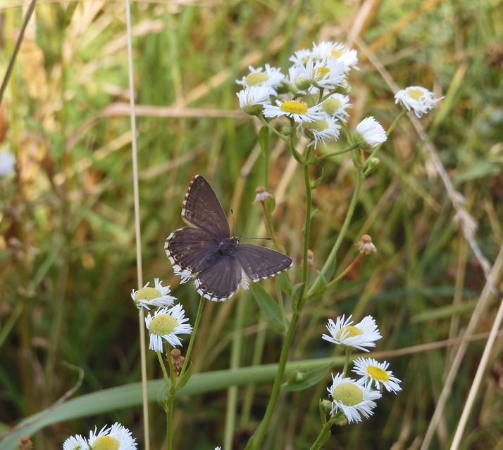 Polyommatus coridon - ezüstkék boglárka