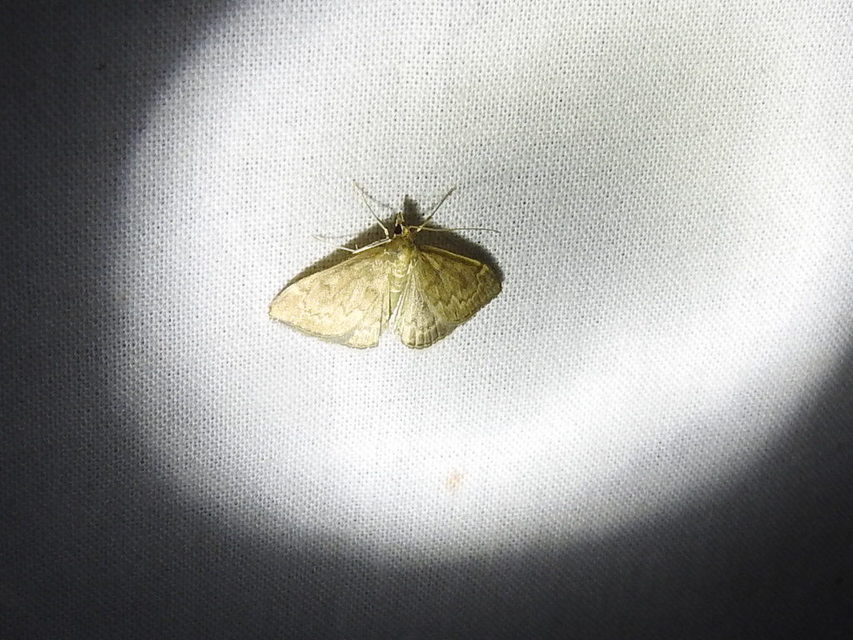 Anania fuscalis - szürke tűzmoly