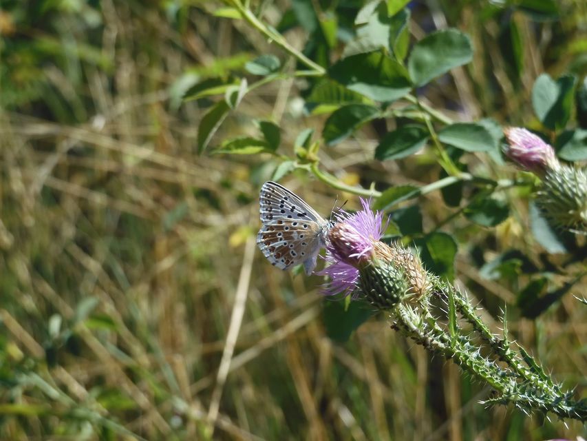 Polyommatus coridon - ezüstkék boglárka