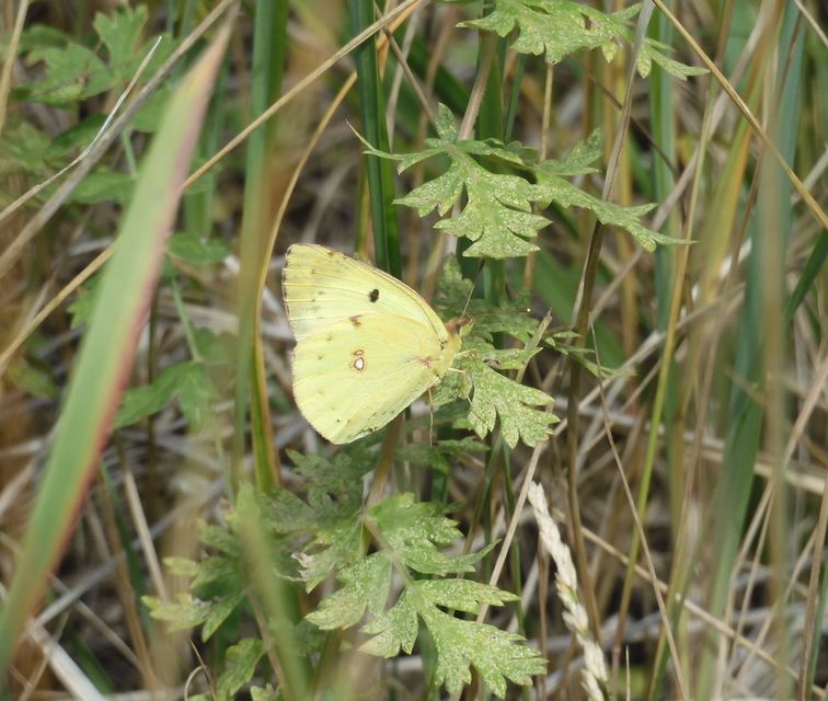 Colias alfacariensis - déli kéneslepke