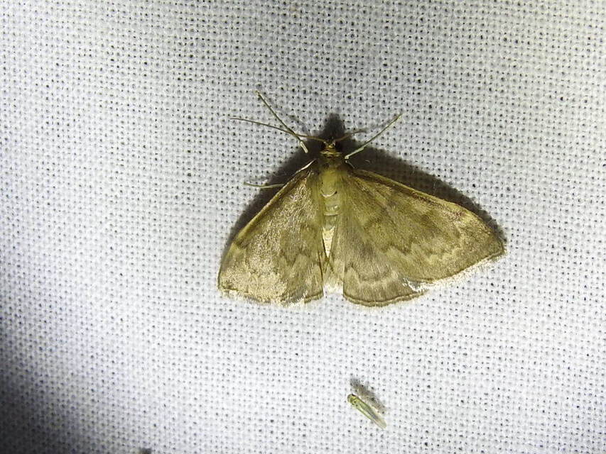 Anania fuscalis - szürke tűzmoly