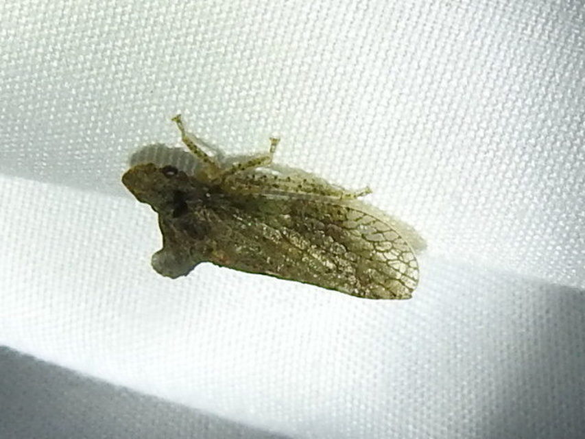 Ledra aurita - füleskabóca