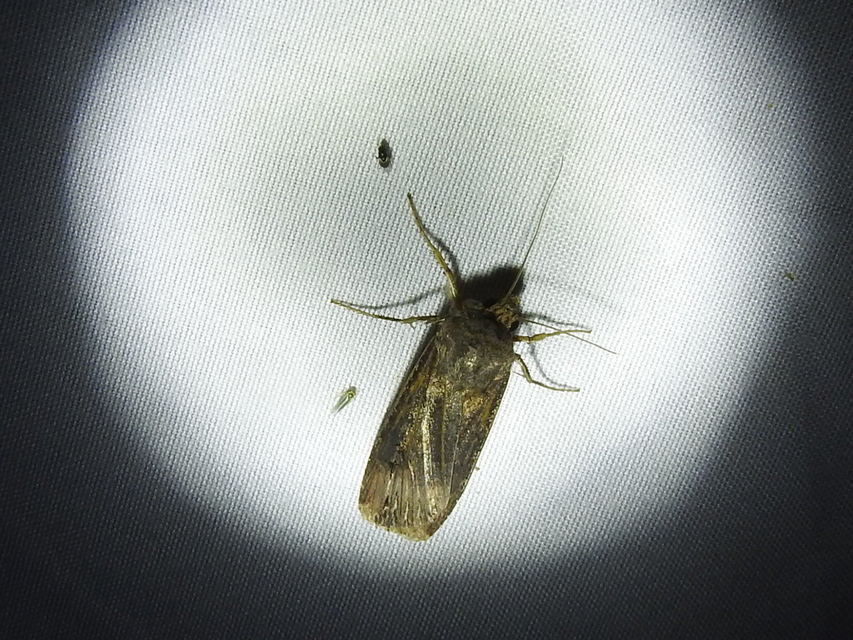 Agrotis ipsilon - nagy földibagoly
