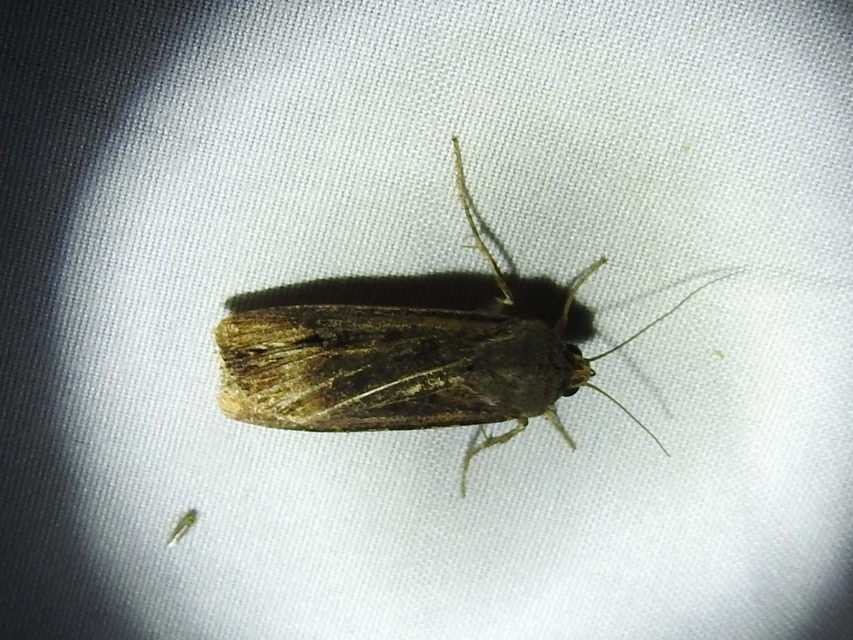 Agrotis ipsilon - nagy földibagoly