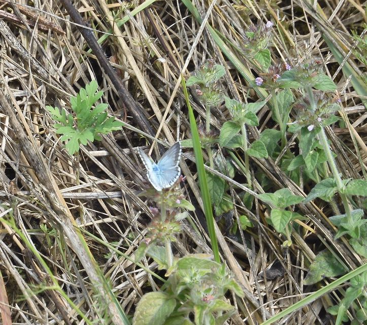 Polyommatus coridon - ezüstkék boglárka